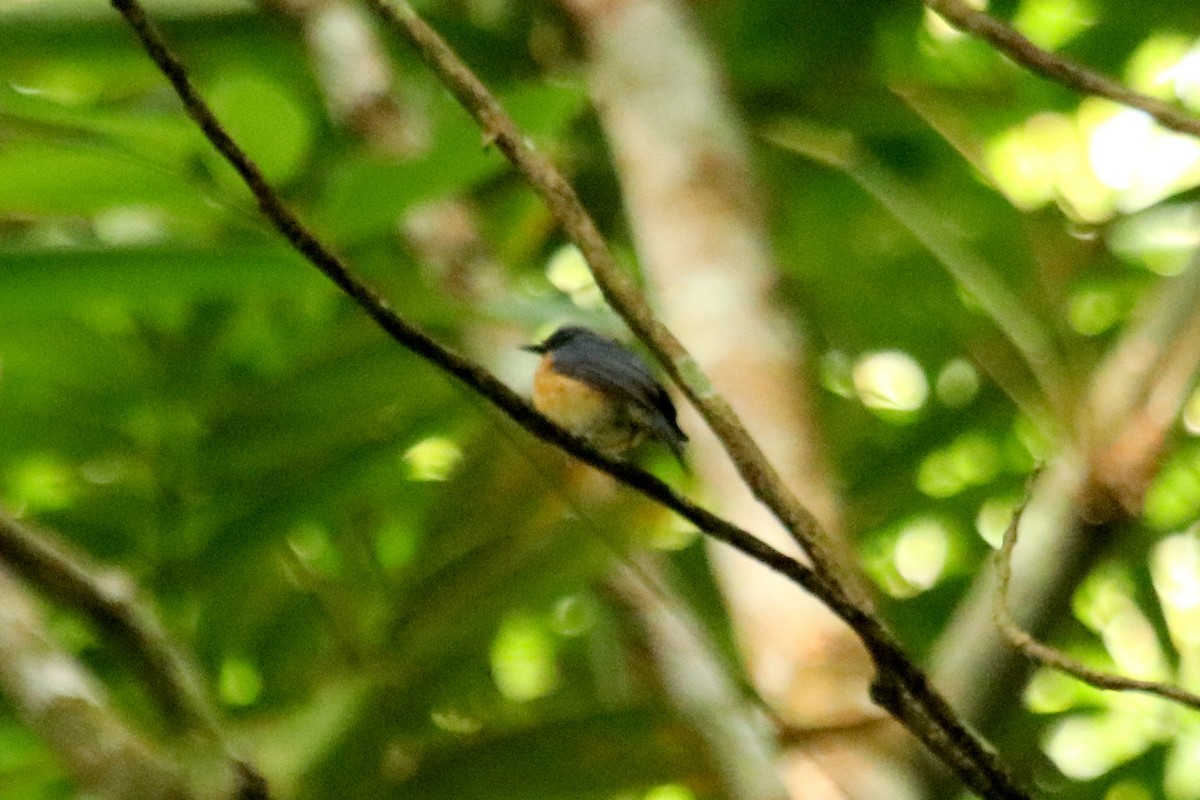 Javan Blue Flycatcher - ML159050881