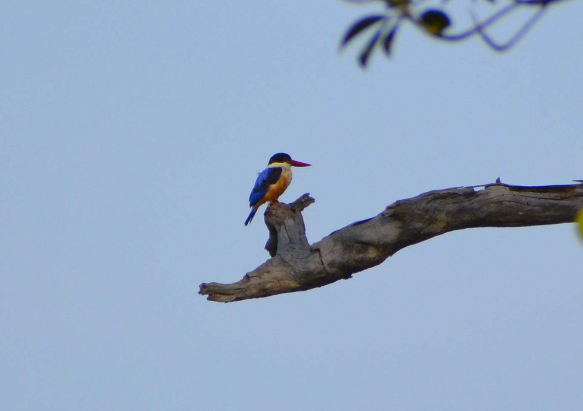 Black-capped Kingfisher - ML159056041