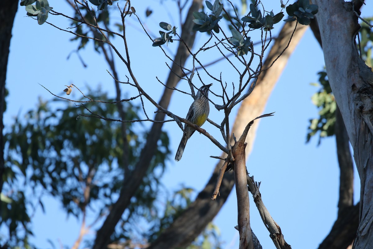 Red Wattlebird - ML159056151