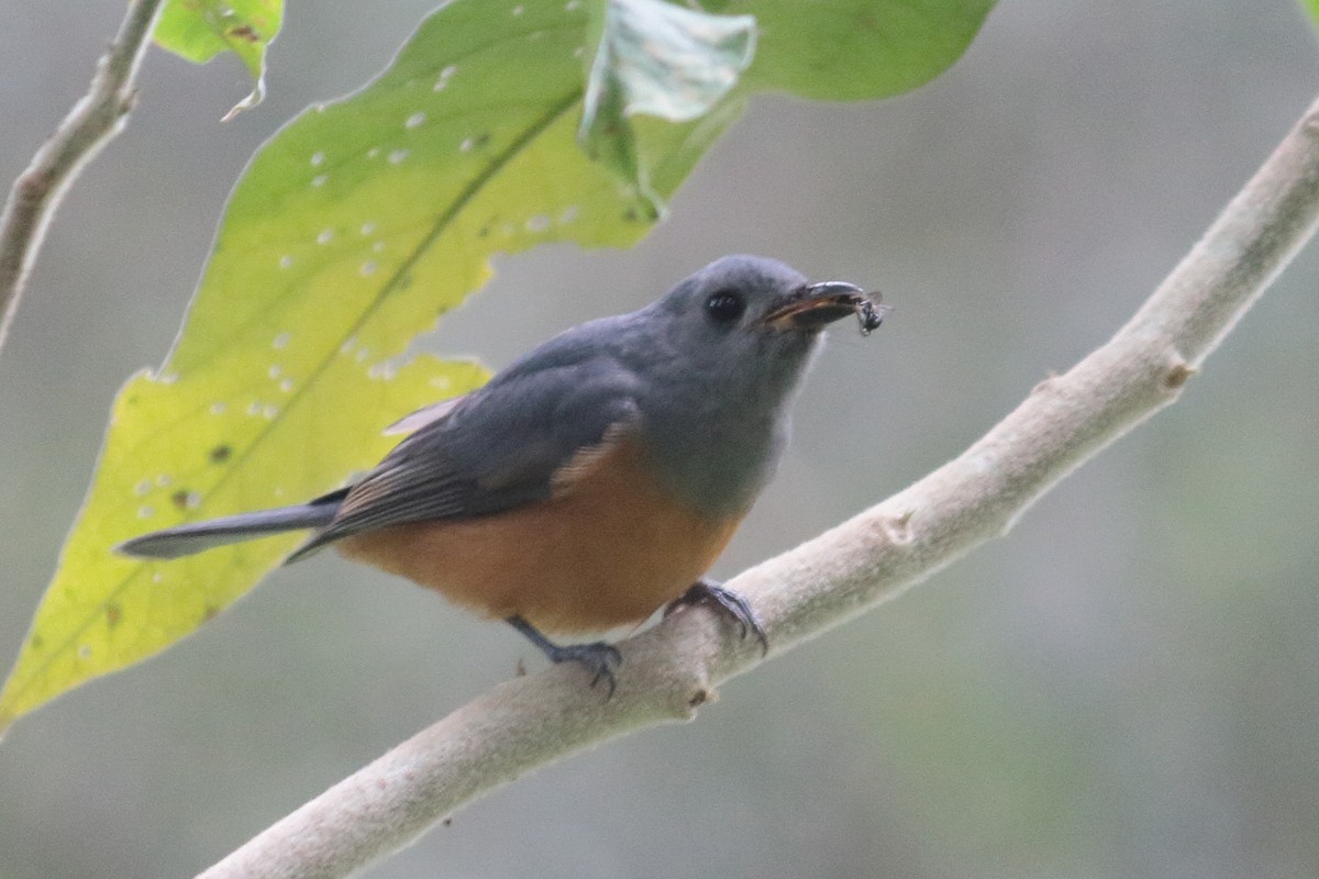 Black-faced Monarch - ML159056461