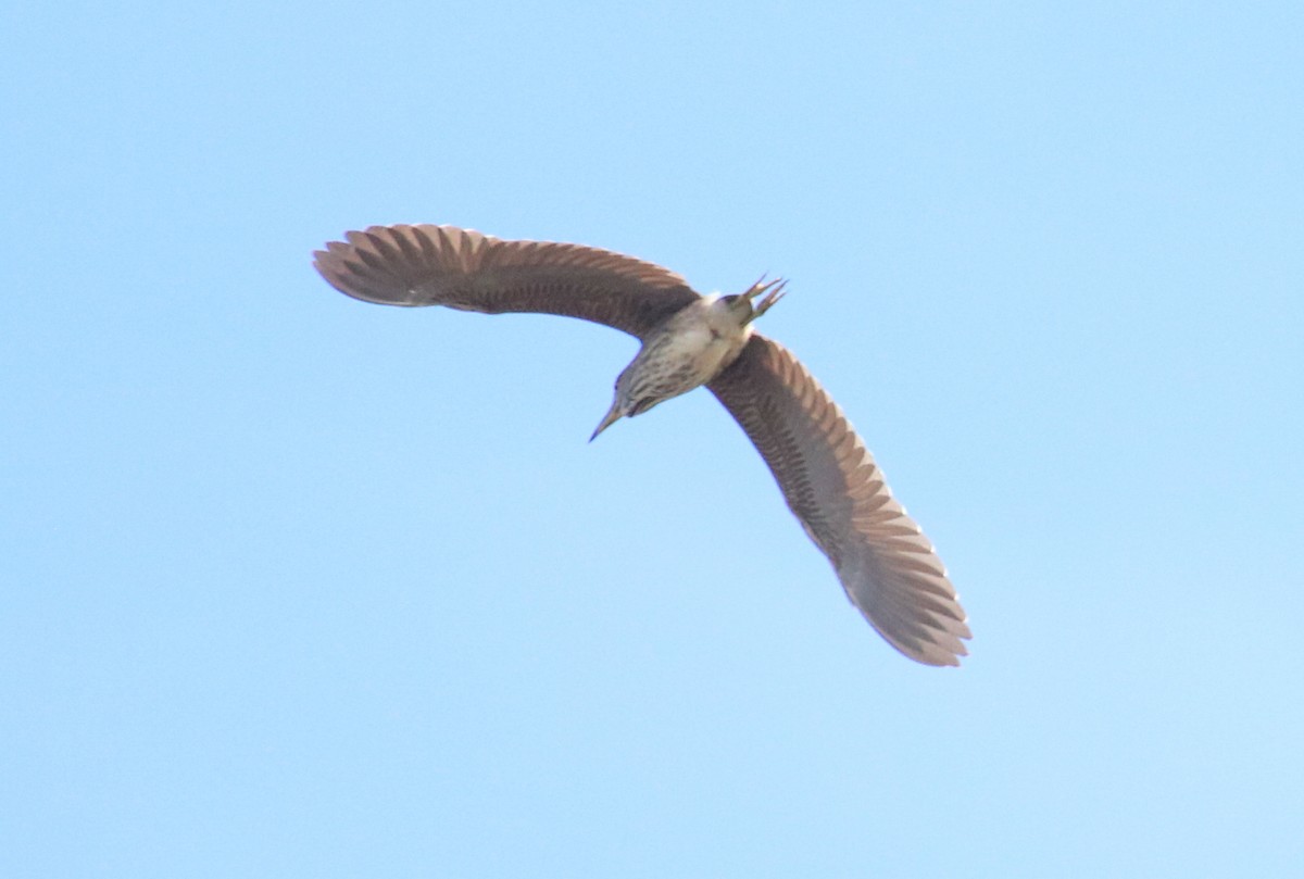 Black-crowned Night Heron - ML159056481