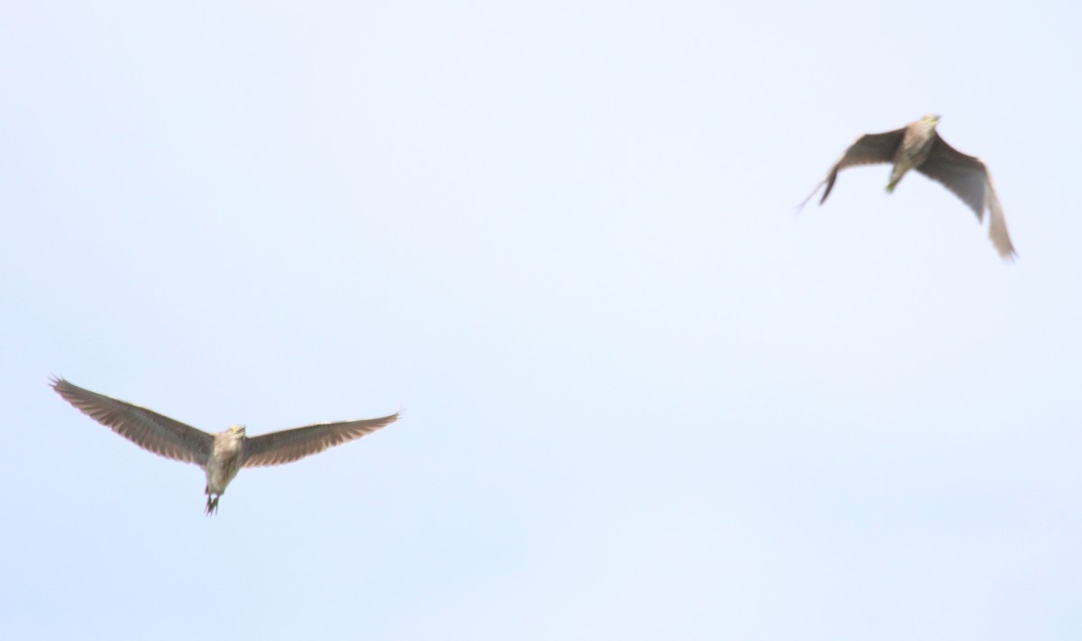 Black-crowned Night Heron - ML159056511