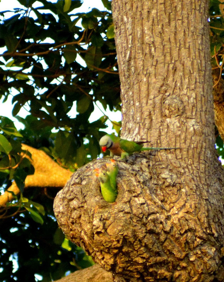 Red-breasted Parakeet - ML159056891