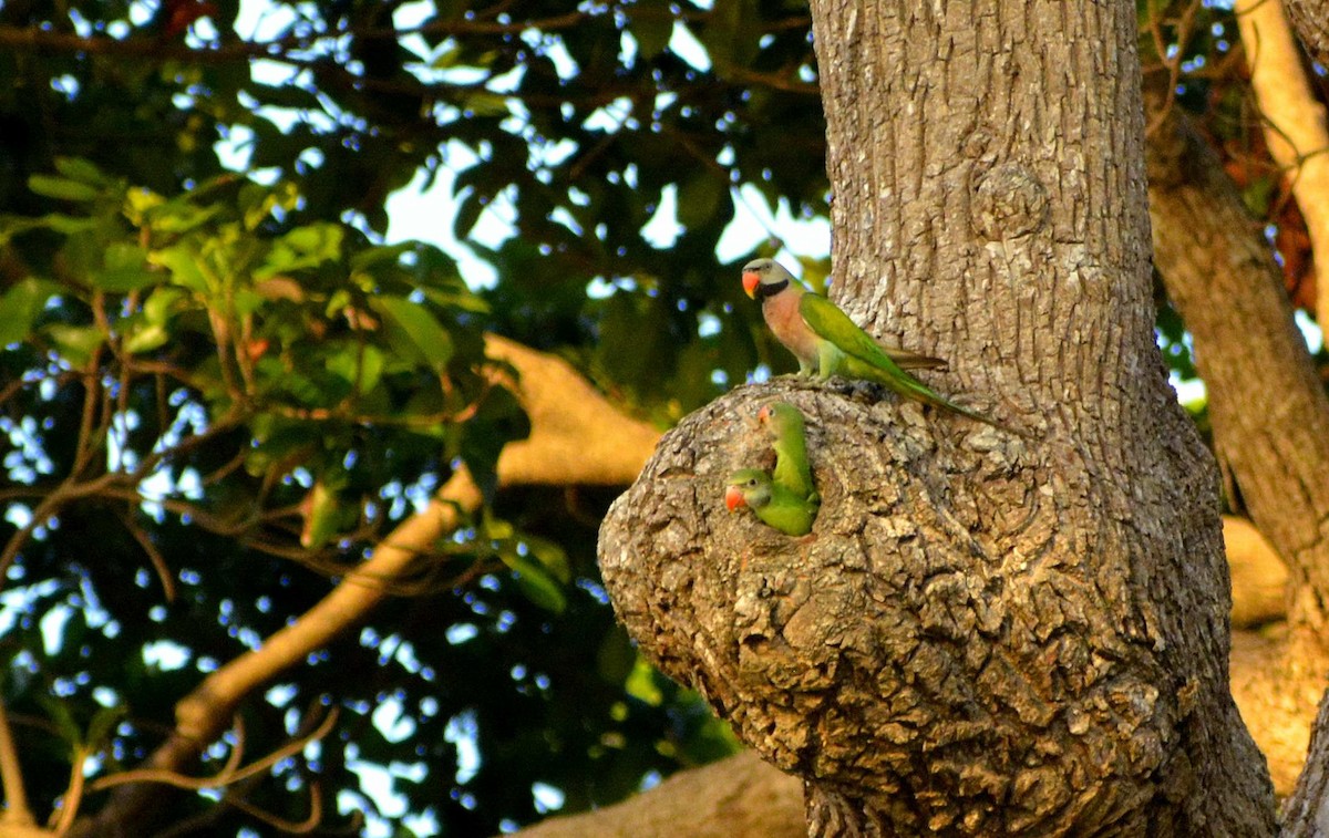 Red-breasted Parakeet - Harshavardhan Jamakhandi