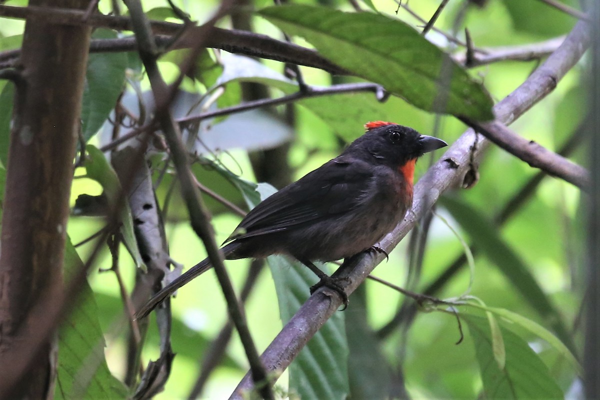 Sooty Ant-Tanager - Charles Davies