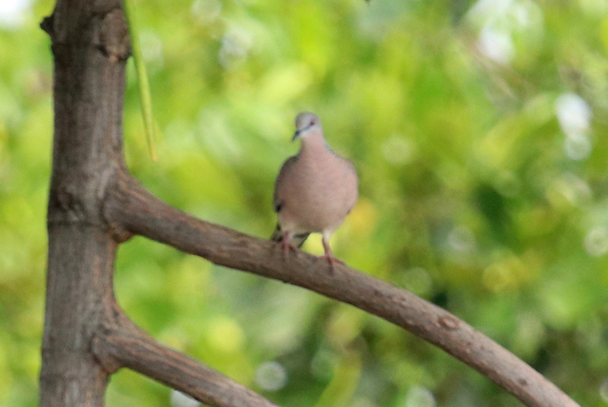 Spotted Dove - ML159057211