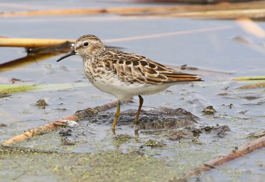 Least Sandpiper - Mark Dennis