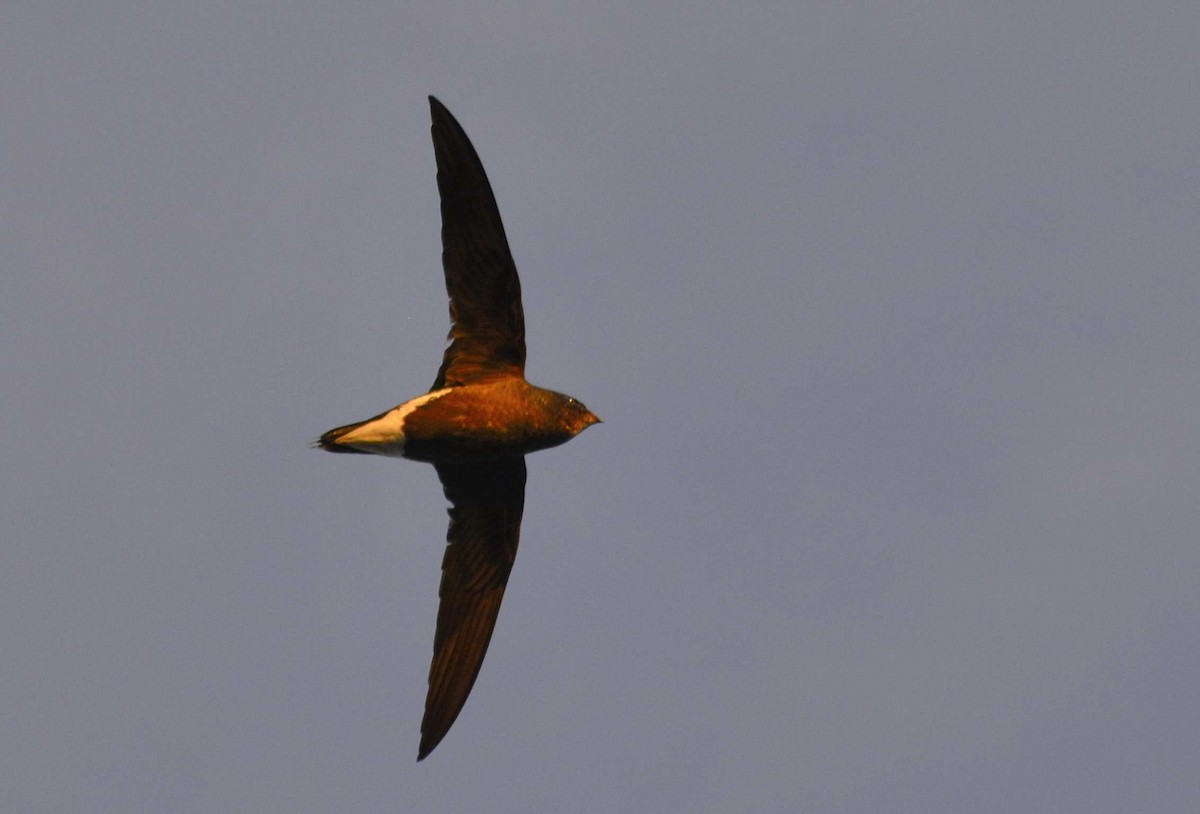 Brown-backed Needletail - Harshavardhan Jamakhandi