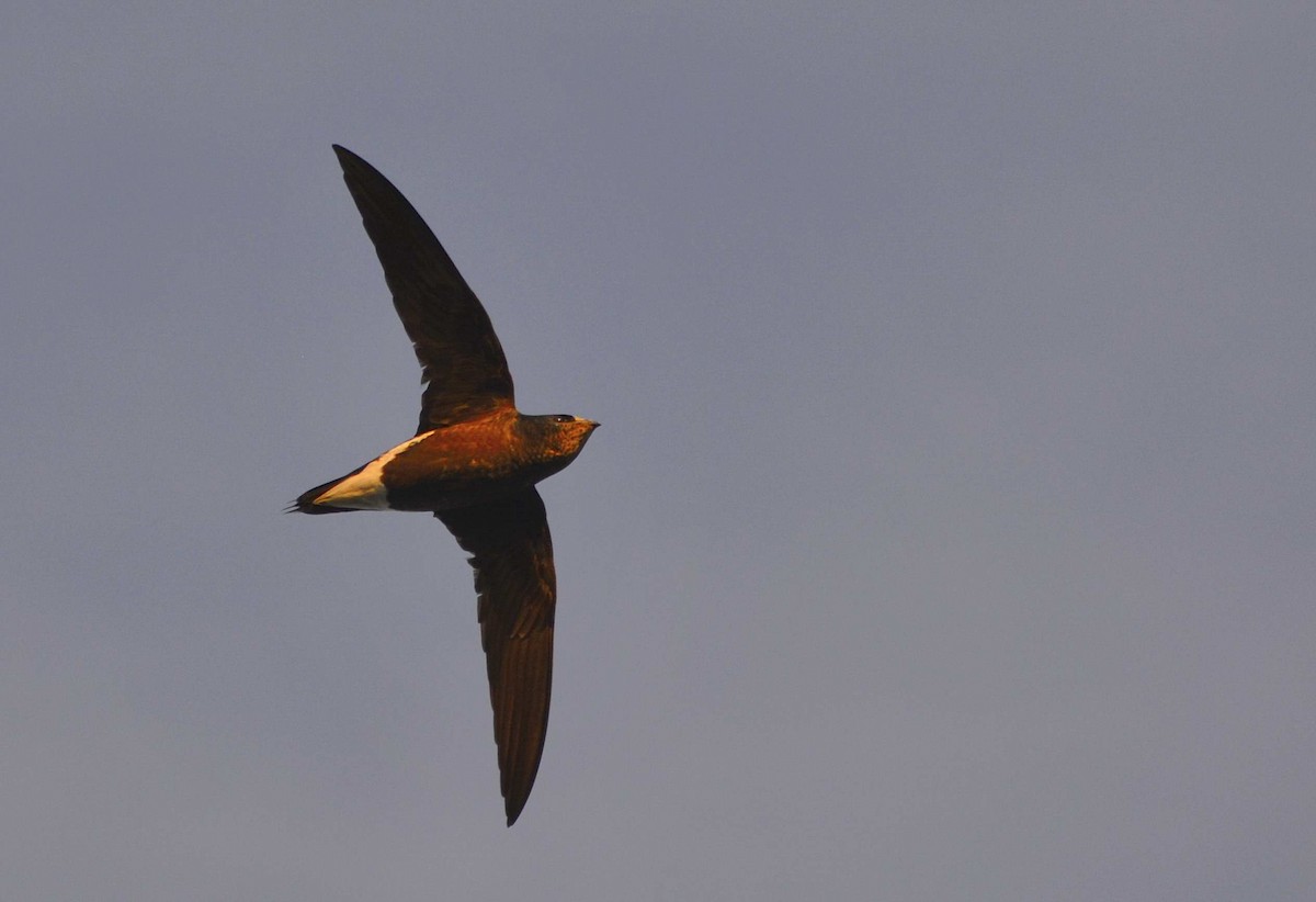 Brown-backed Needletail - Harshavardhan Jamakhandi