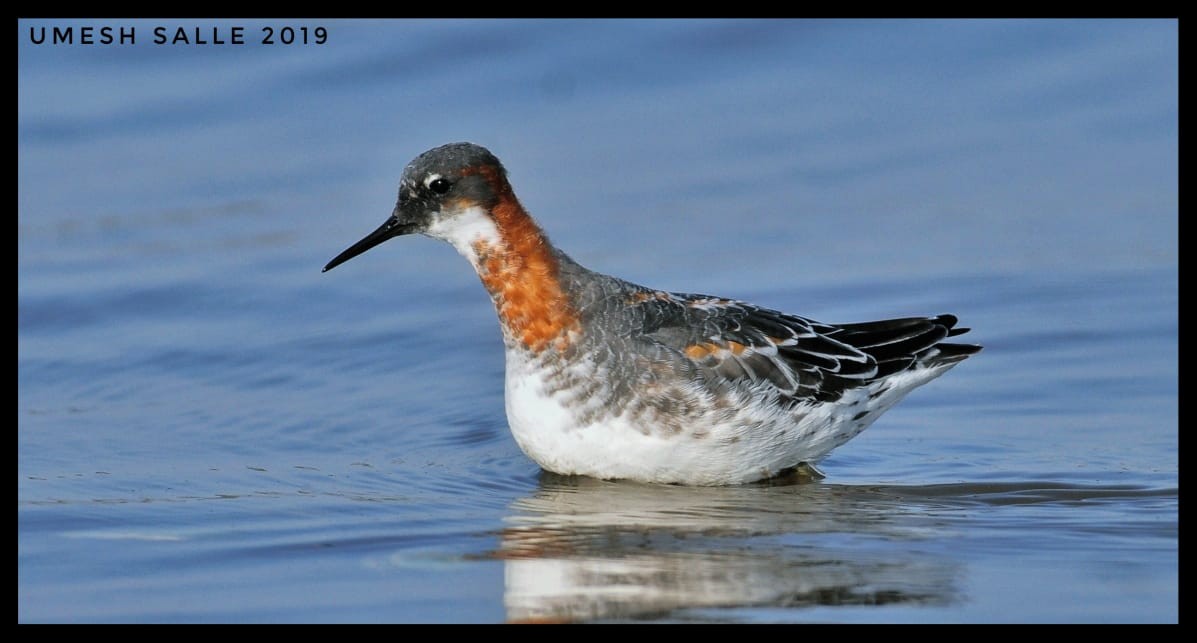 Red-necked Phalarope - ML159058391