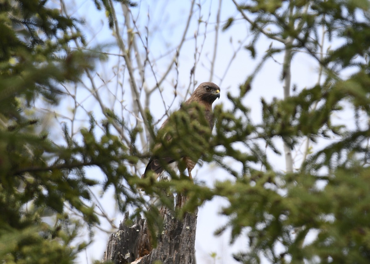 Broad-winged Hawk - ML159061441