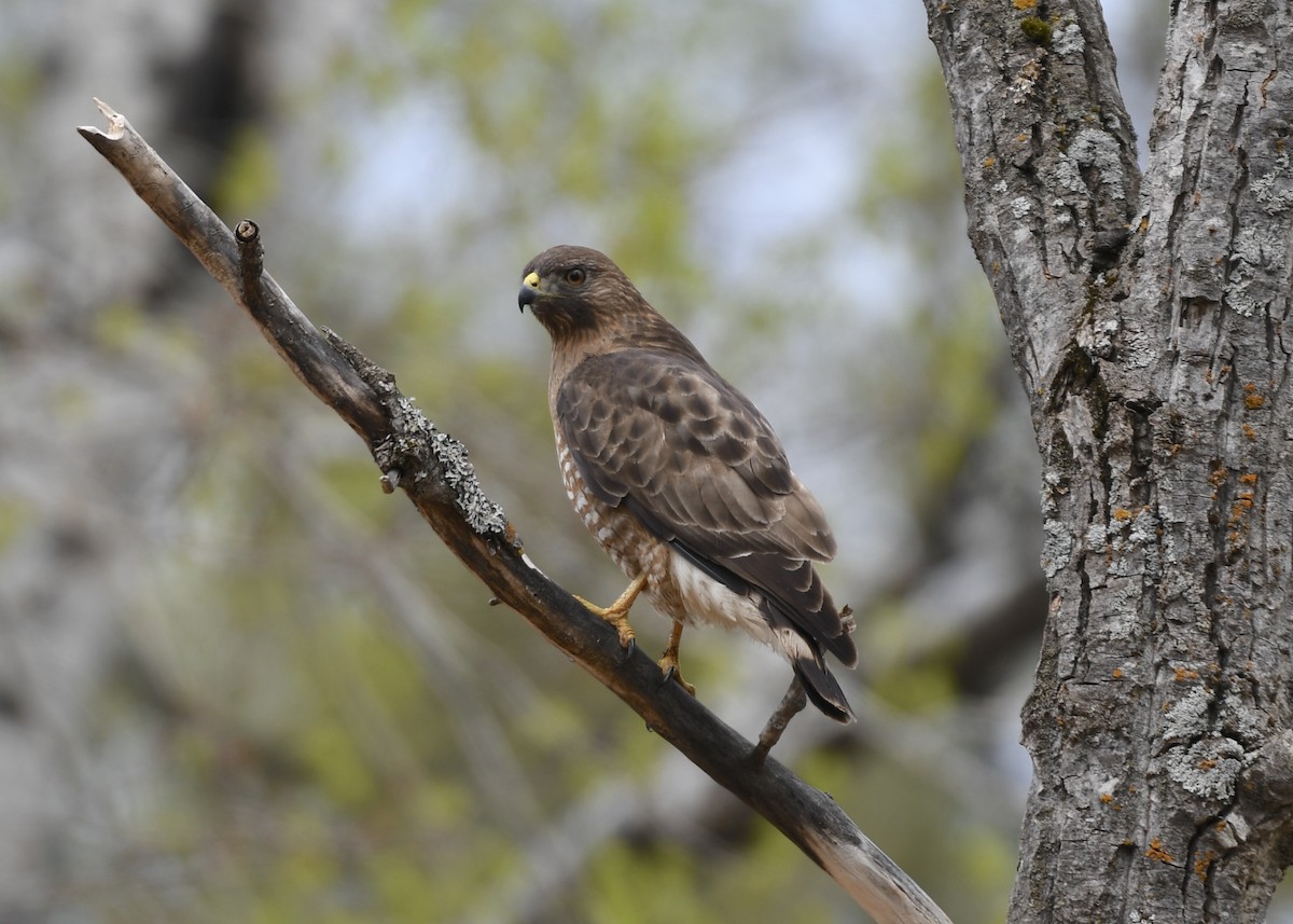 Broad-winged Hawk - ML159061471