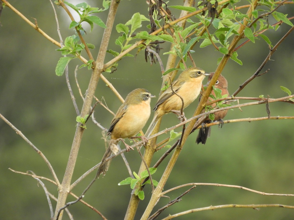 Long-tailed Reed Finch - ML159061821