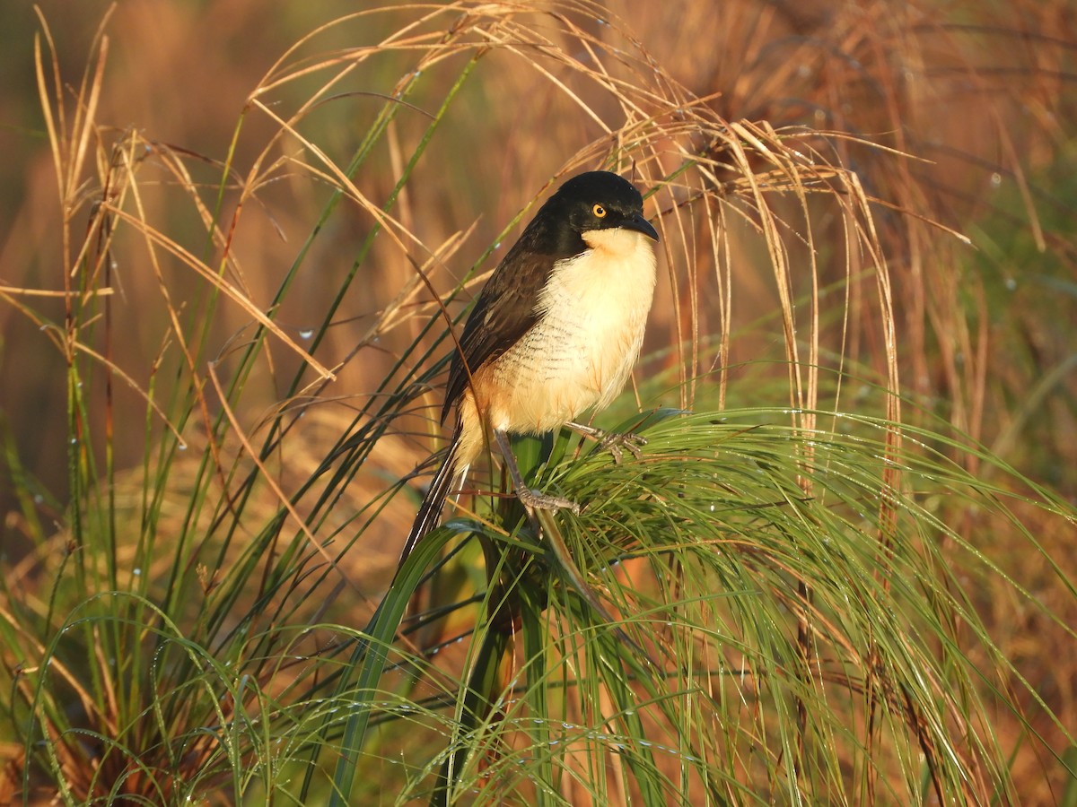 Black-capped Donacobius - Silvia Enggist