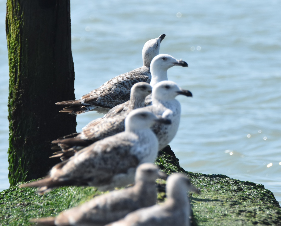 Great Black-backed Gull - ML159063181