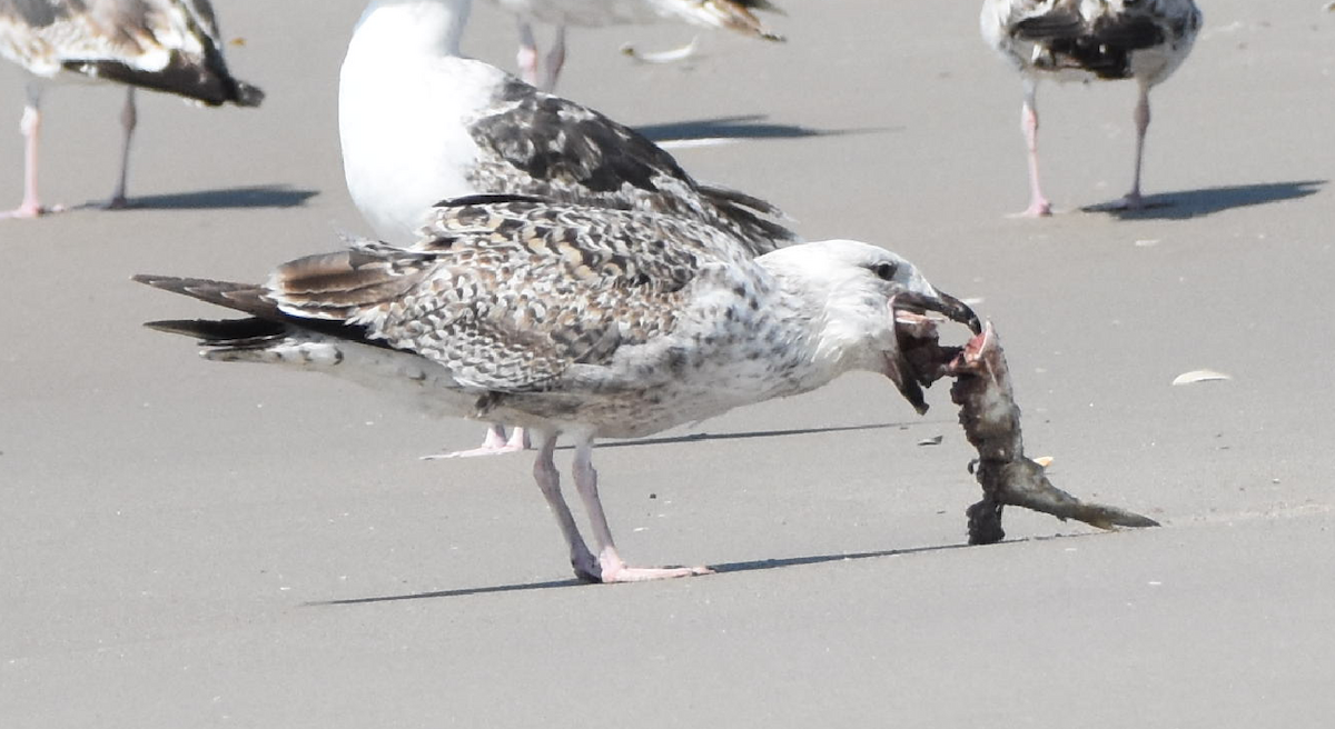 Great Black-backed Gull - ML159063201