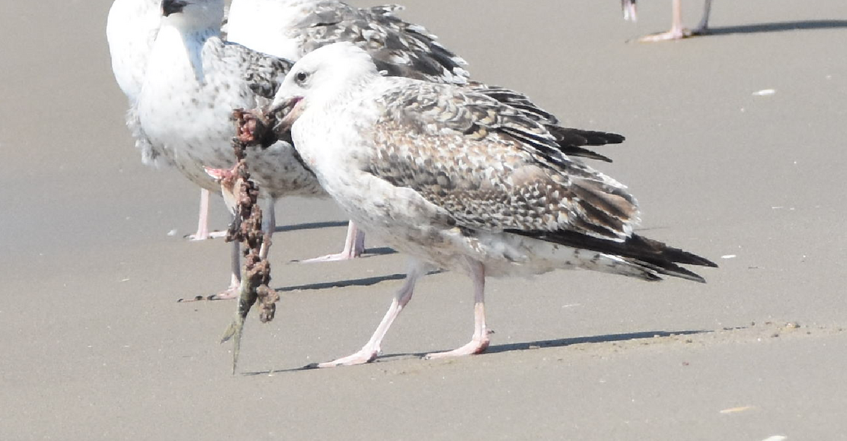 Great Black-backed Gull - ML159063211