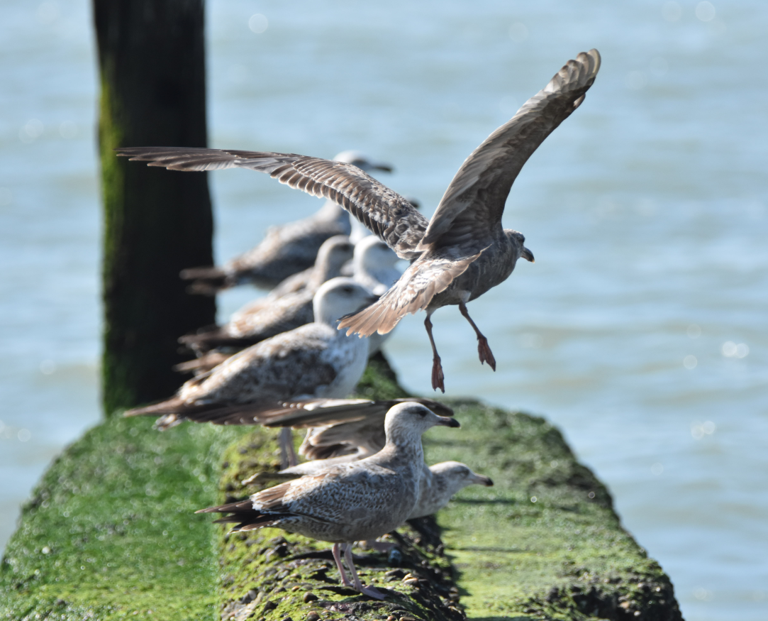 Great Black-backed Gull - ML159063231