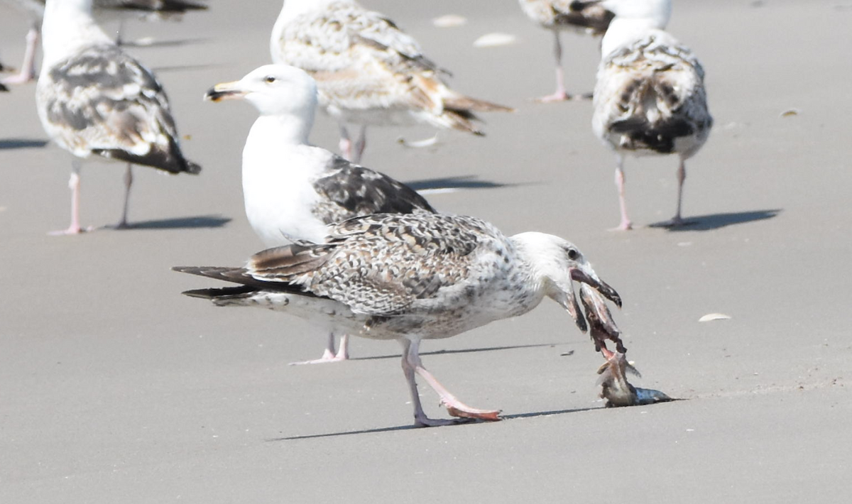 Great Black-backed Gull - ML159063241