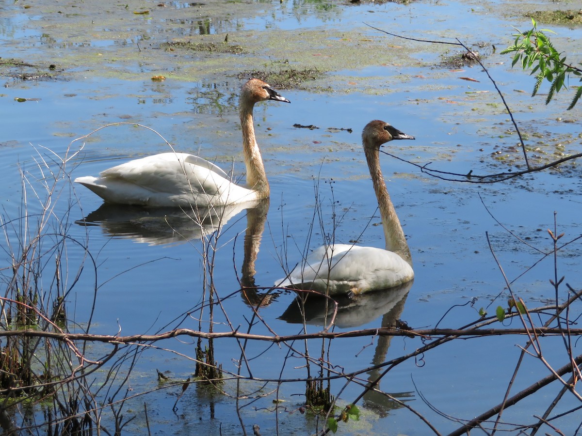 Trumpeter Swan - Pat Sterbling