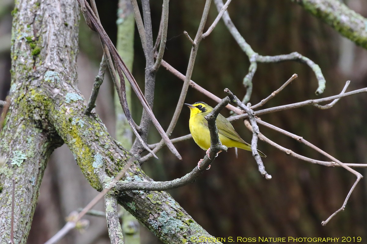 Kentucky Warbler - ML159064891
