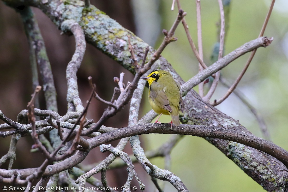Kentucky Warbler - ML159064901