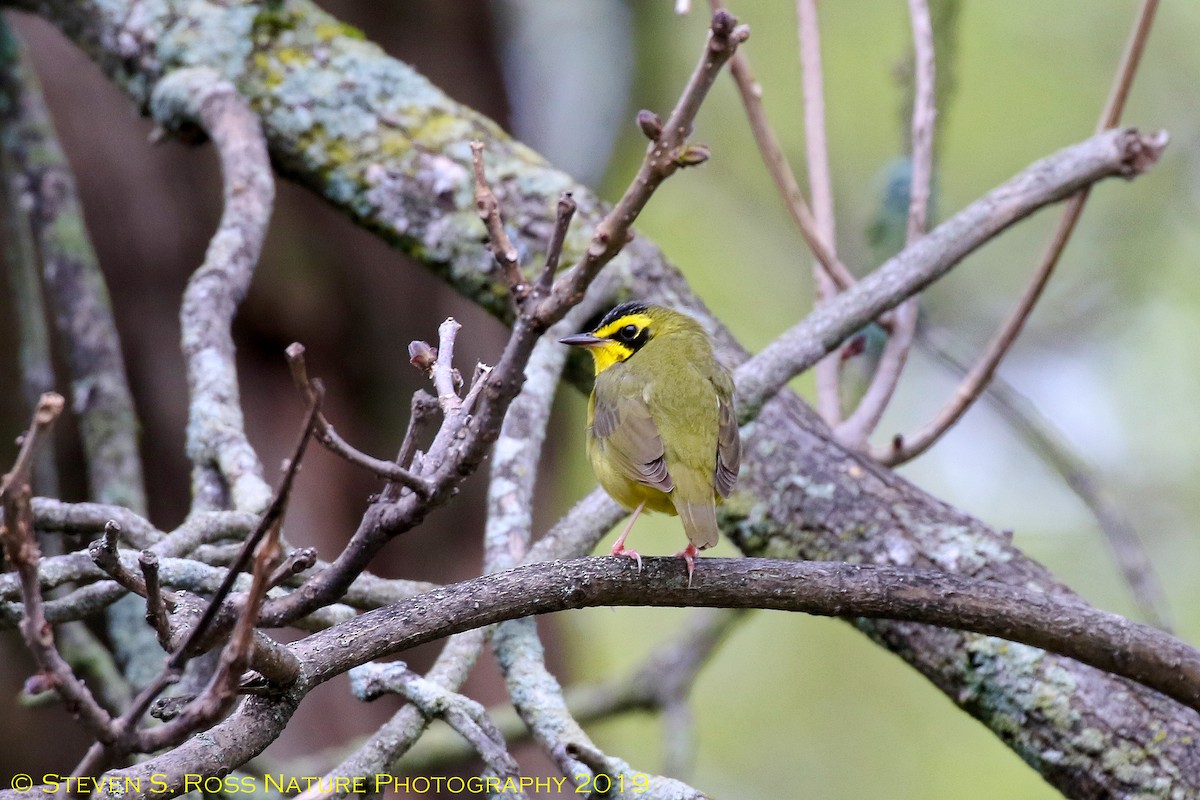 Kentucky Warbler - ML159064921