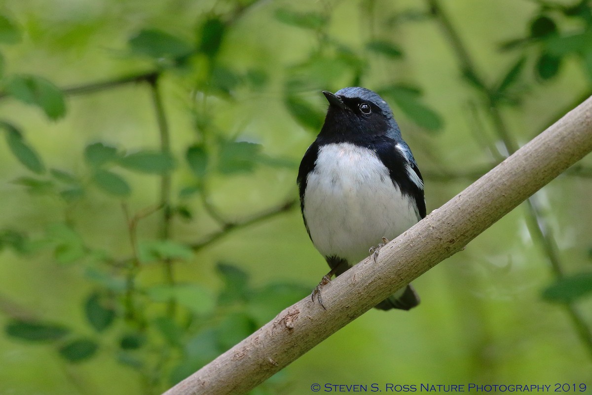 Black-throated Blue Warbler - ML159064961