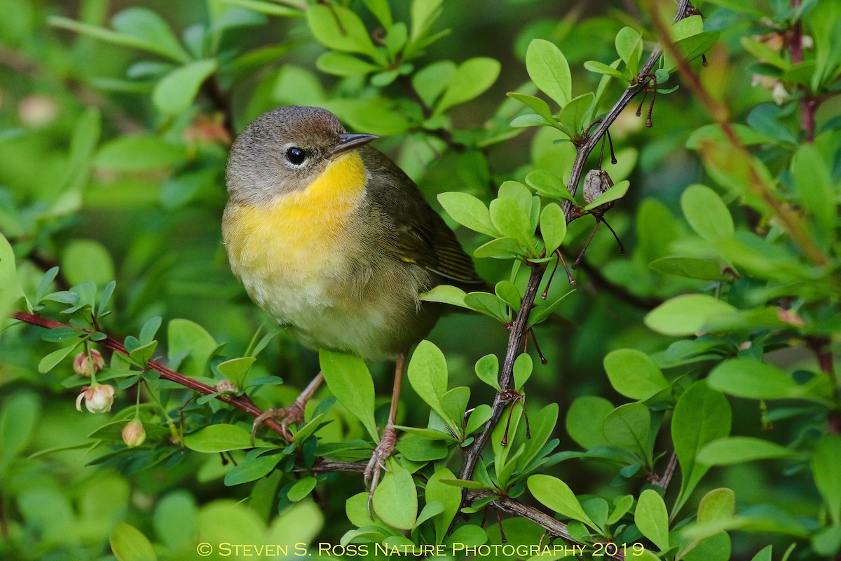 Common Yellowthroat - ML159065321