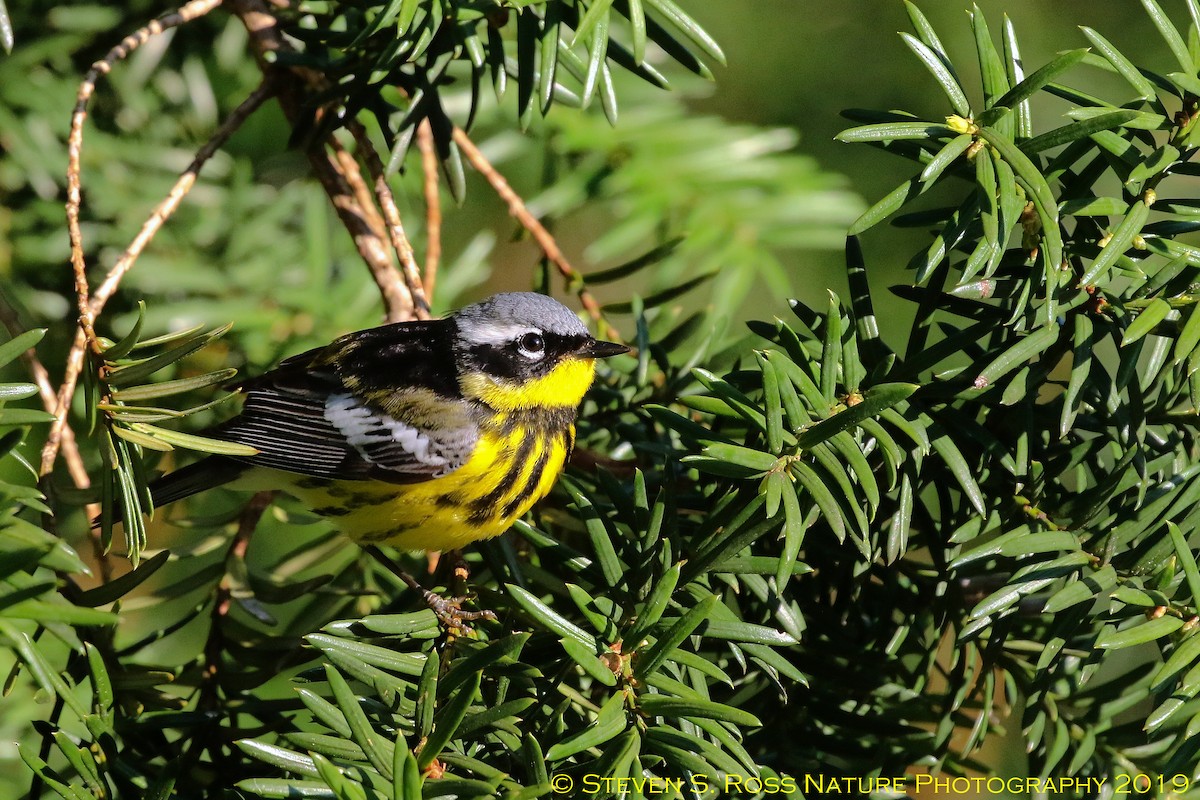 Magnolia Warbler - ML159065351