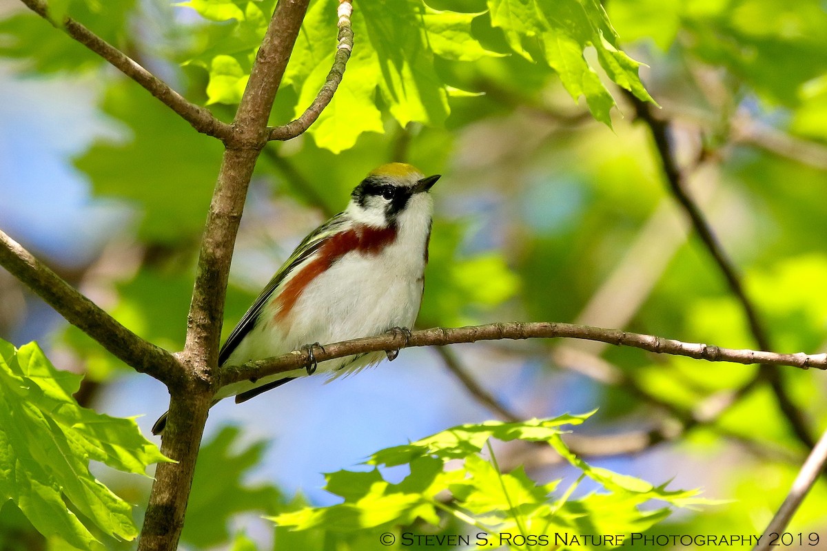 Chestnut-sided Warbler - ML159065381
