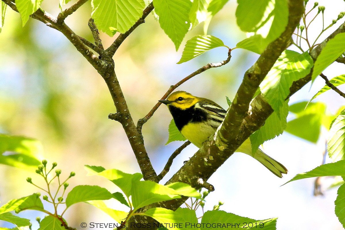 Black-throated Green Warbler - ML159065391