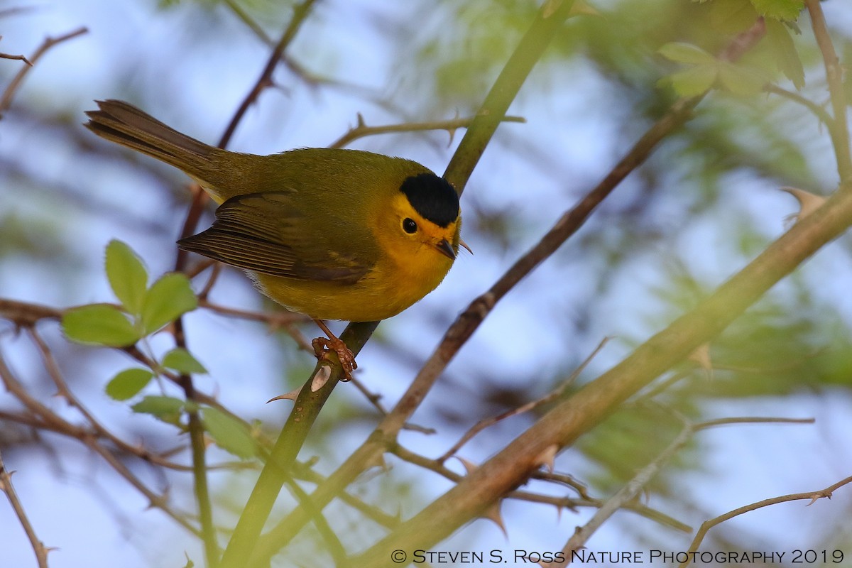 Wilson's Warbler - ML159065401