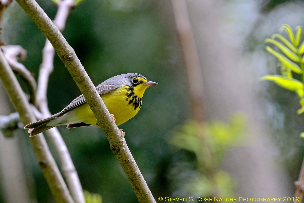 Canada Warbler - ML159065471