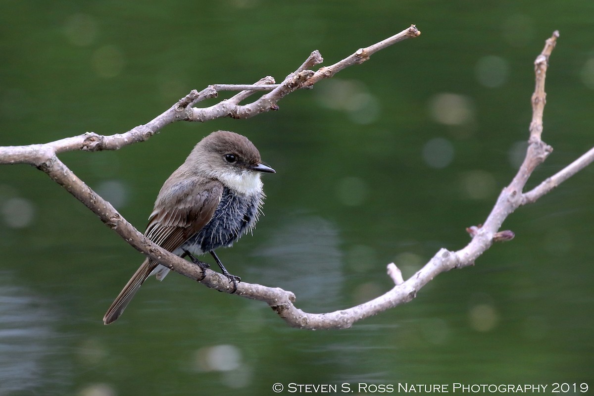 Eastern Phoebe - ML159065561