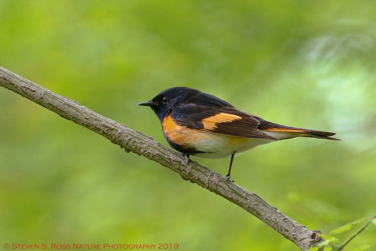 American Redstart - ML159065601
