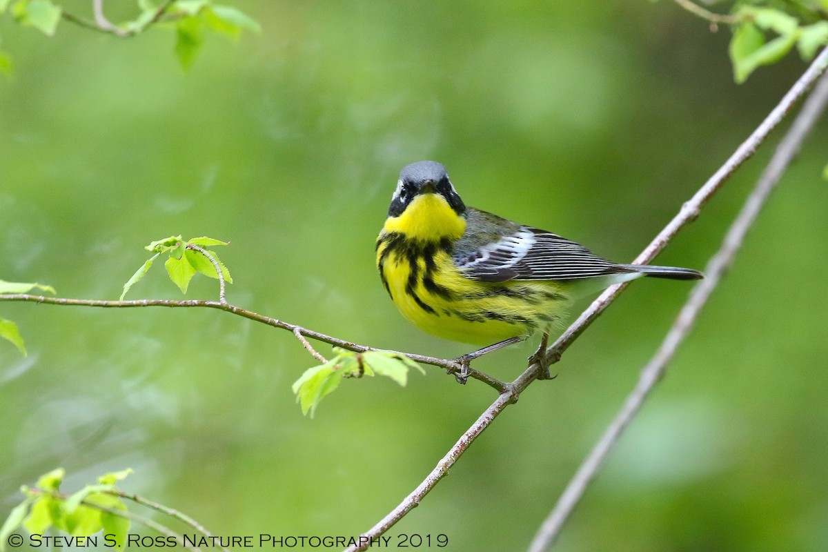 Magnolia Warbler - ML159065611