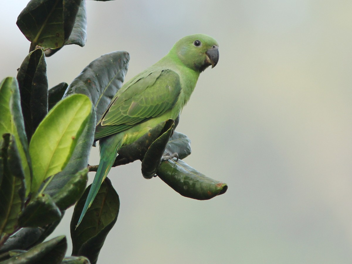 Layard's Parakeet - David Beadle