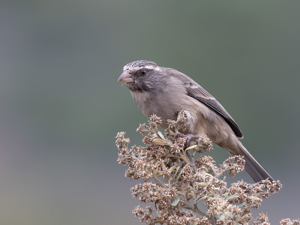 Streaky-headed Seedeater - Bruce Ward-Smith