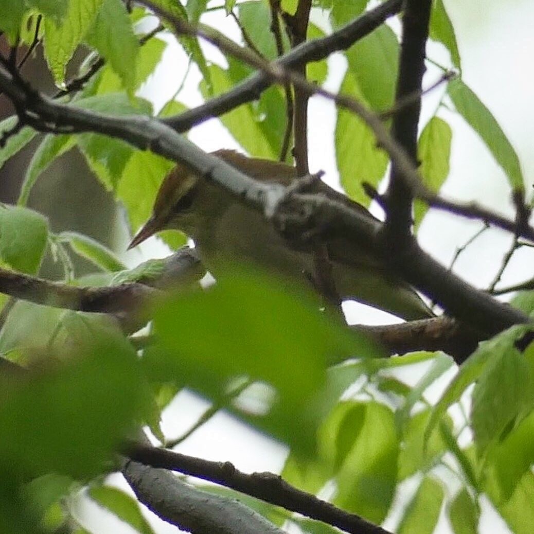 Swainson's Warbler - ML159068201