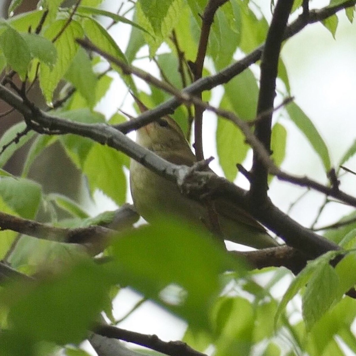 Swainson's Warbler - ML159068211