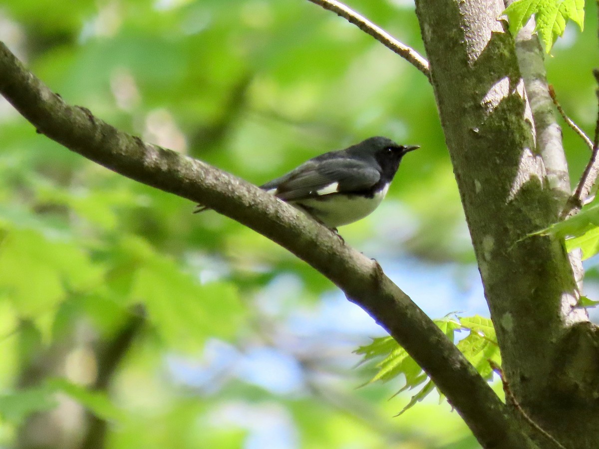 Black-throated Blue Warbler - ML159068861