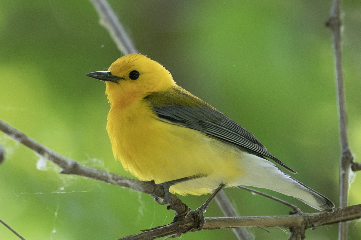 Prothonotary Warbler - Bill Wood