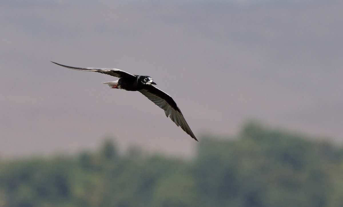 White-winged Tern - Ori Davidor