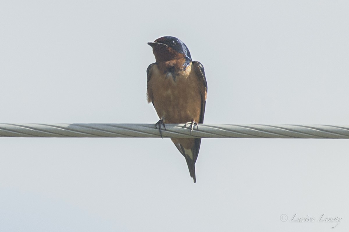 Barn Swallow - ML159074341