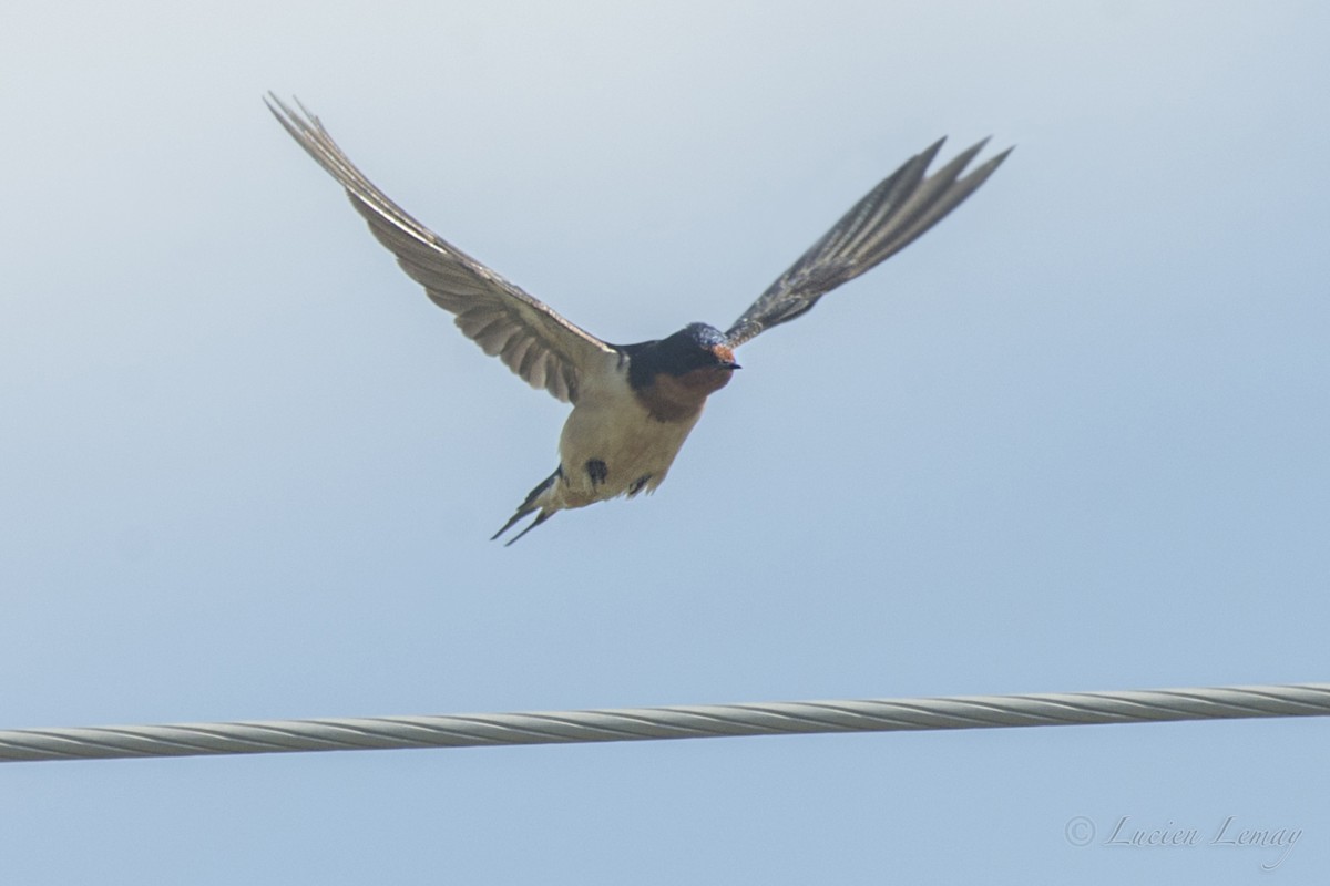 Barn Swallow - ML159074461