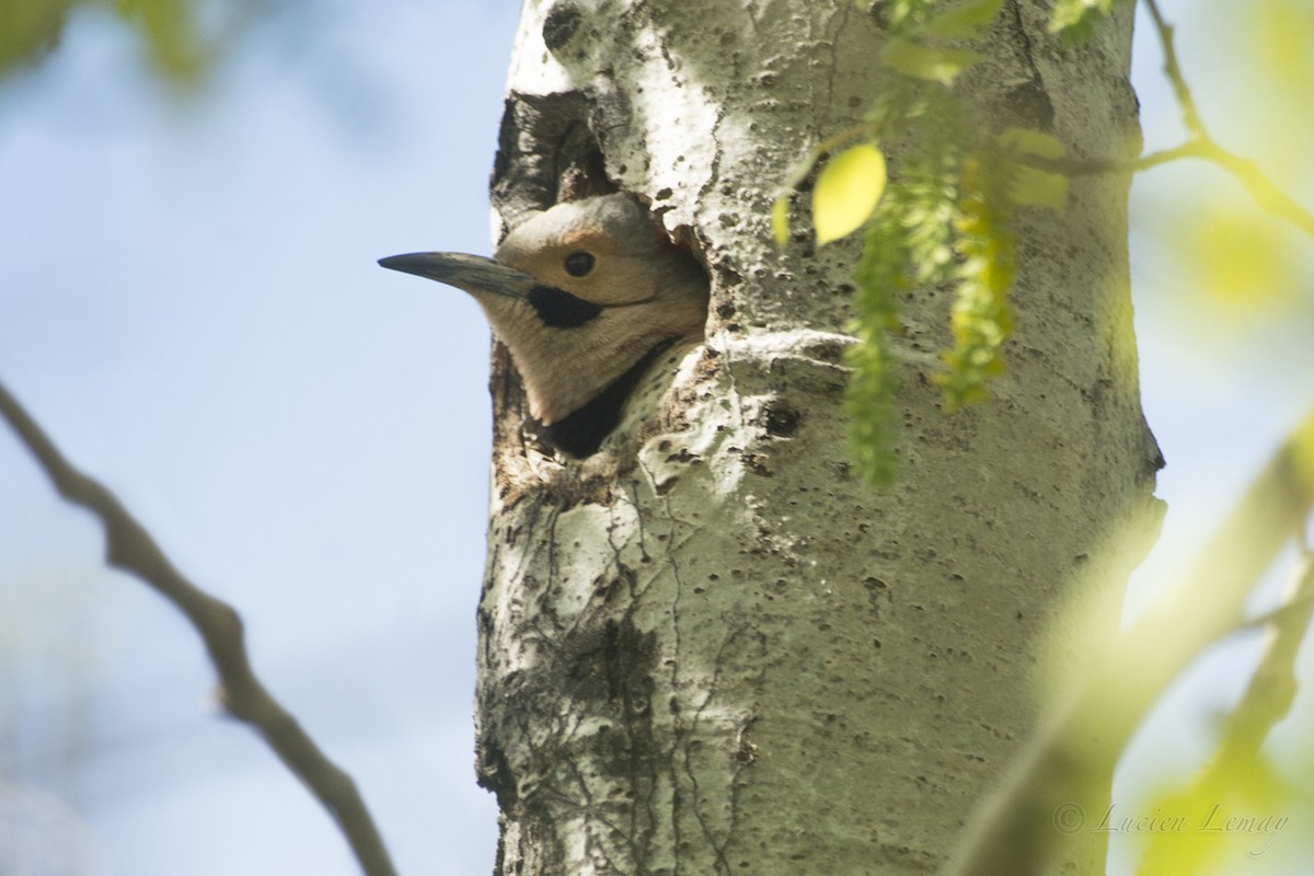 Northern Flicker - ML159074671