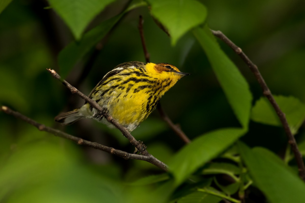 Cape May Warbler - ML159077211