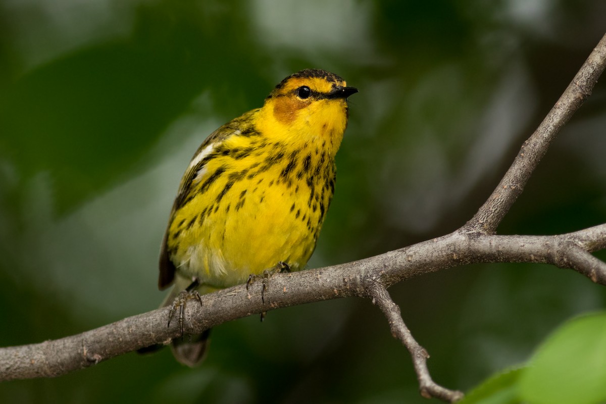 Cape May Warbler - ML159077221