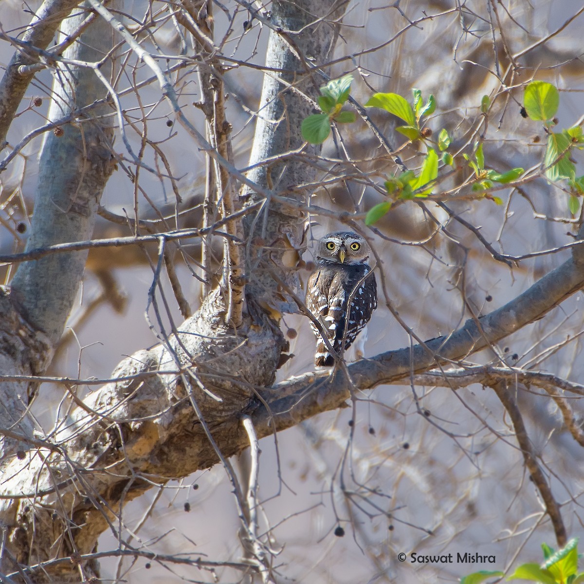 Forest Owlet - ML159077531